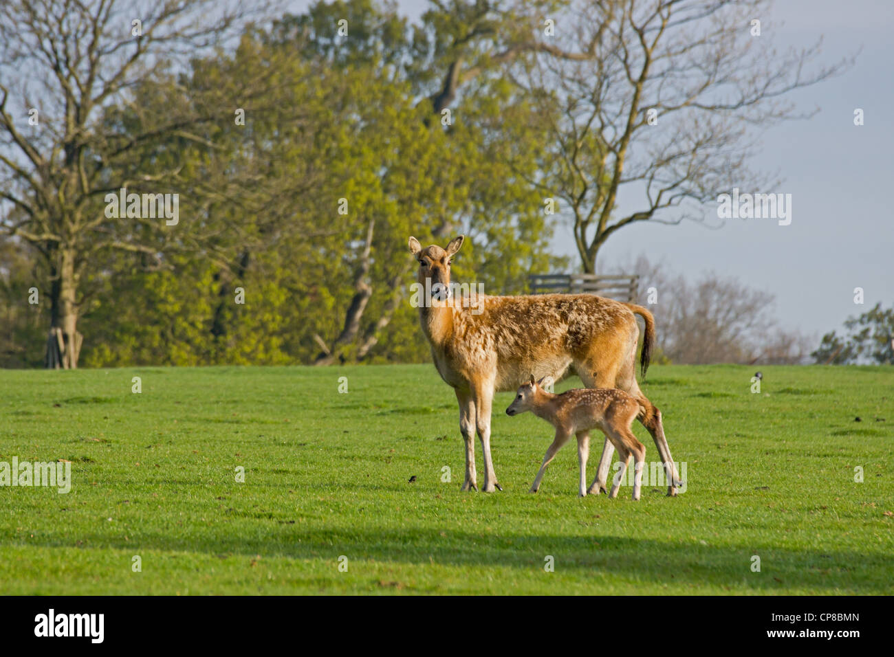 Pere David  Mother and fawn deer grazing Stock Photo