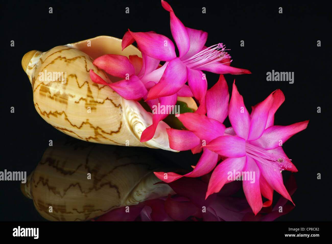 Bowl of a marine cockleshell with a fine pink shining flower peyote (nopal, torch thistle, cereus, cholla) on black mirror. Stock Photo