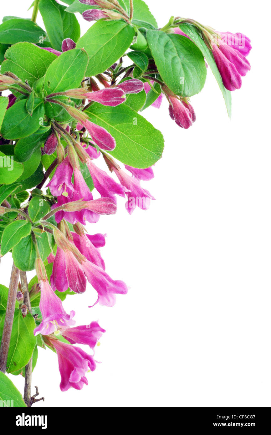 Branch of a bush "Weigela" blossoming by spring postcard. Isolated on