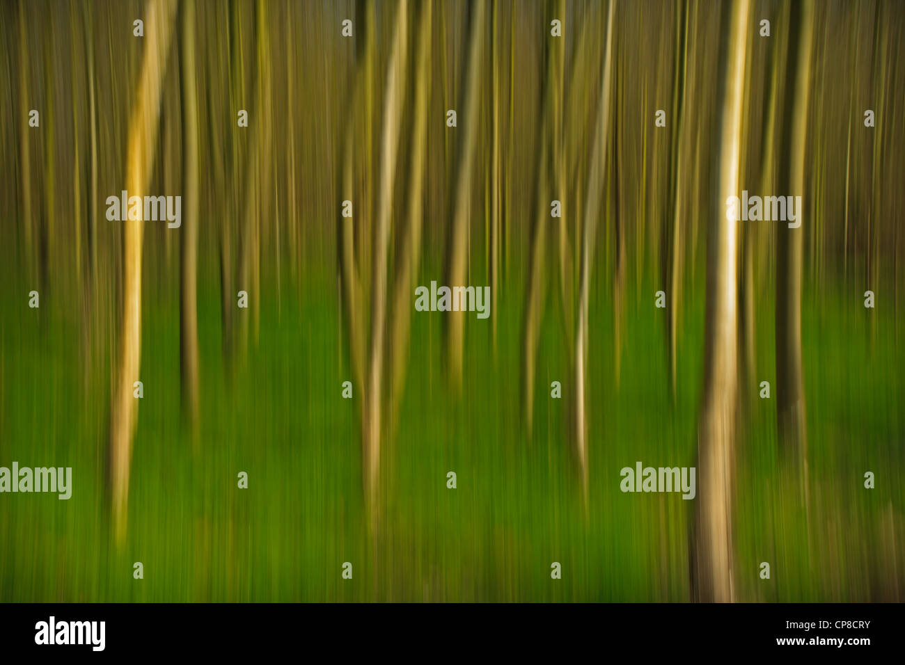 Blurred deciduous woodland, Cambridgeshire Stock Photo