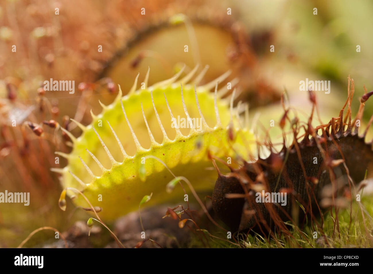 Venus fly trap insectivorous plant gets nitrates from digesting flies insects Stock Photo