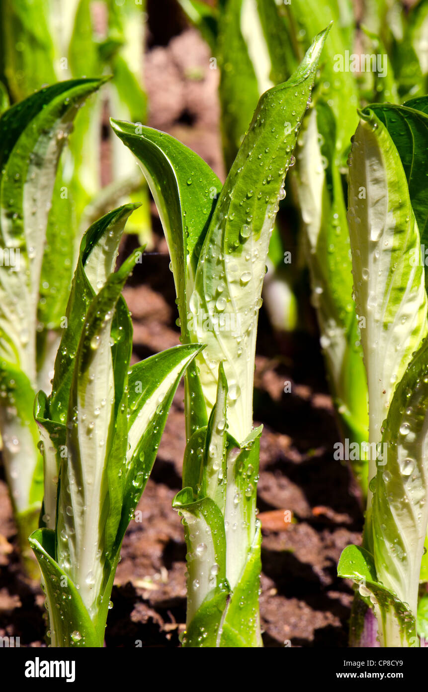 spring morning flowers burgeons with rain drops Stock Photo