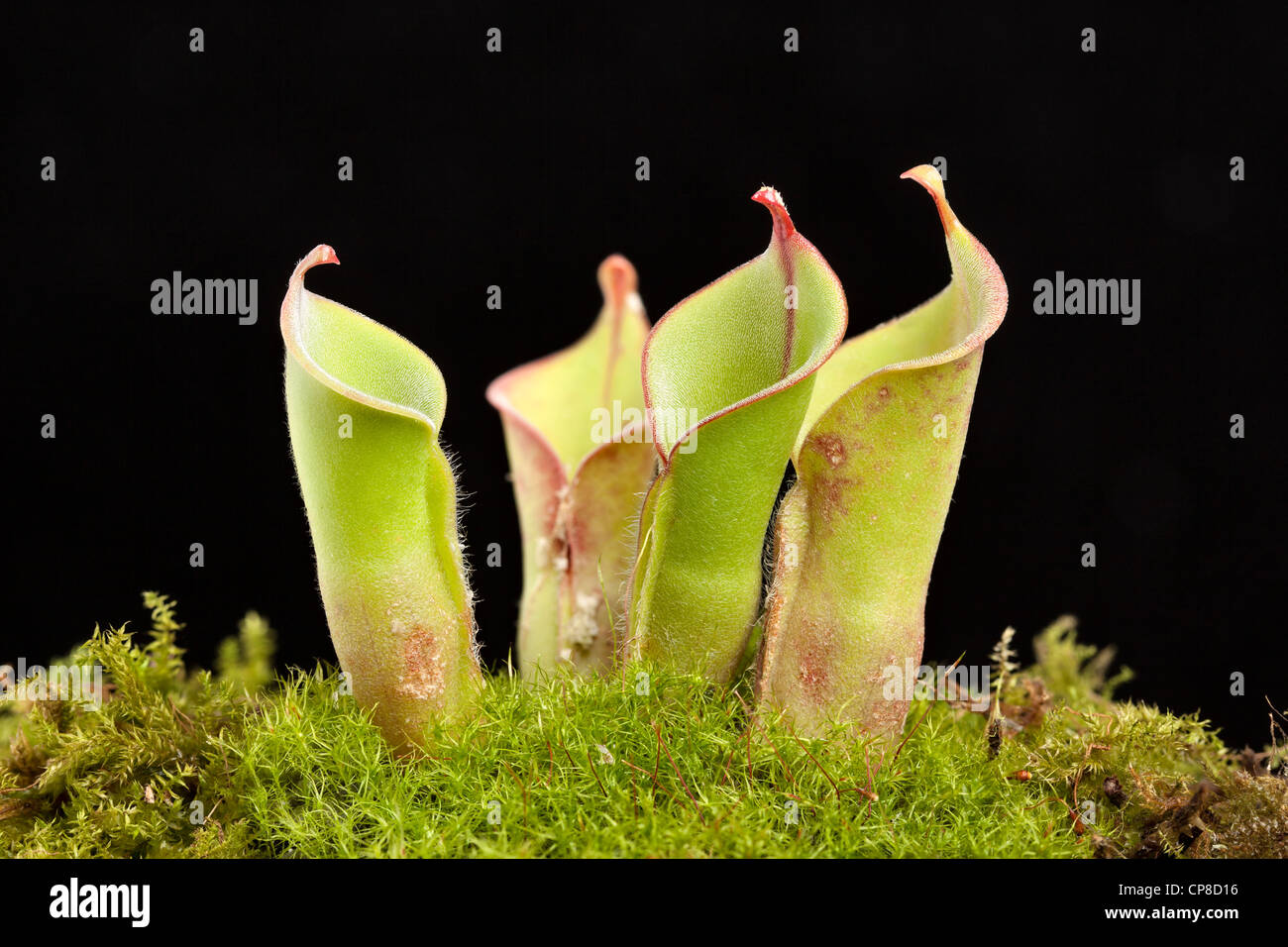 Sun pitcher plant, Heliamphora nutans X heterodoxa Stock Photo