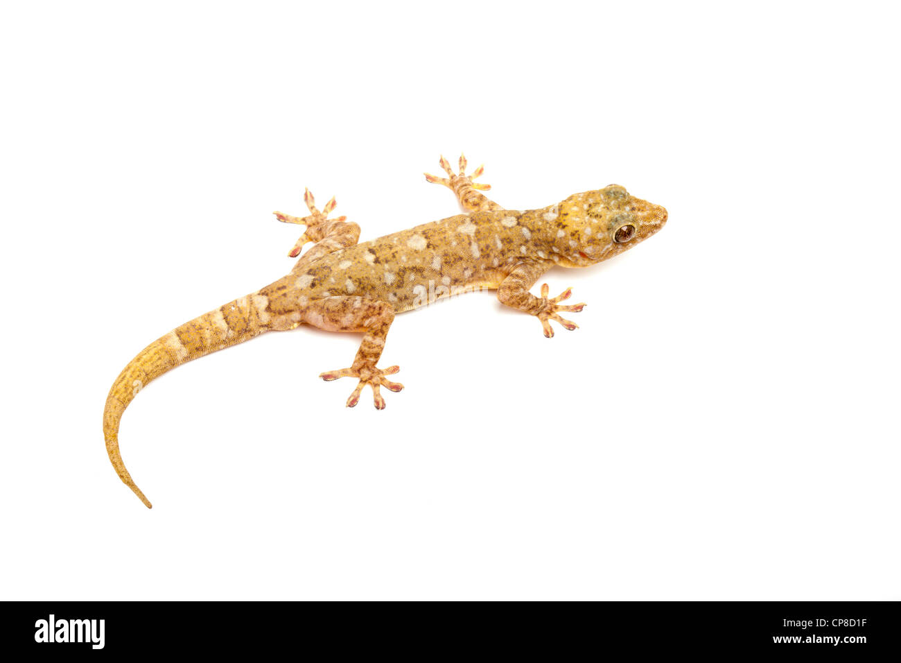 Marbled gecko, Gekko grossmanni, Asia Stock Photo