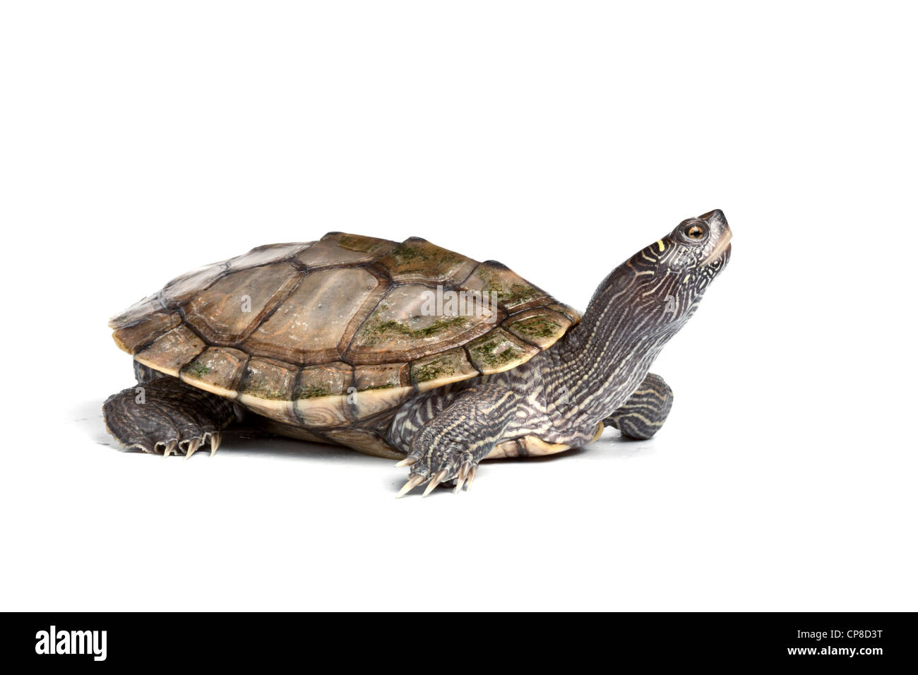 Map turtle, Graptemys geographica, United States Stock Photo