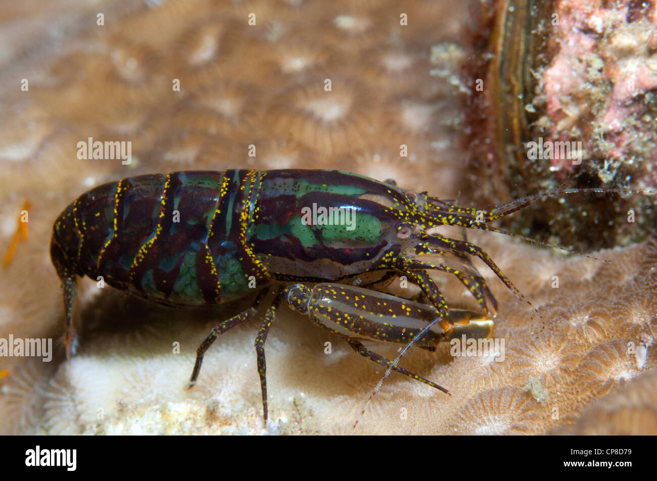 Stimpson's snapping shrimp Stock Photo