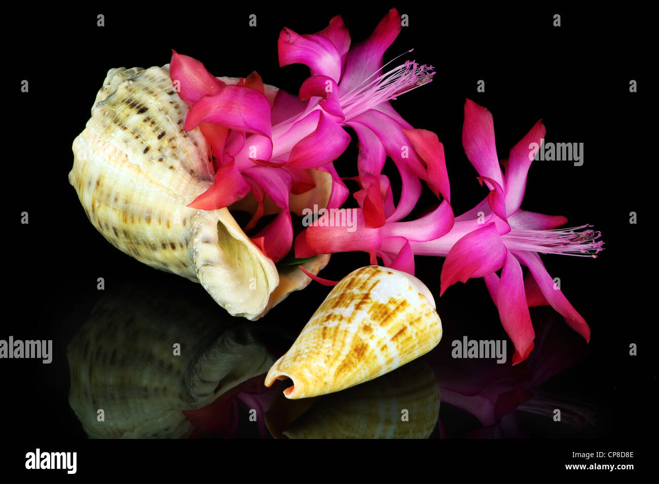 Marine cockleshell with a pink flower "peyote" (nopal, torch thistle, cereus, cholla). Isolated on black. Stock Photo