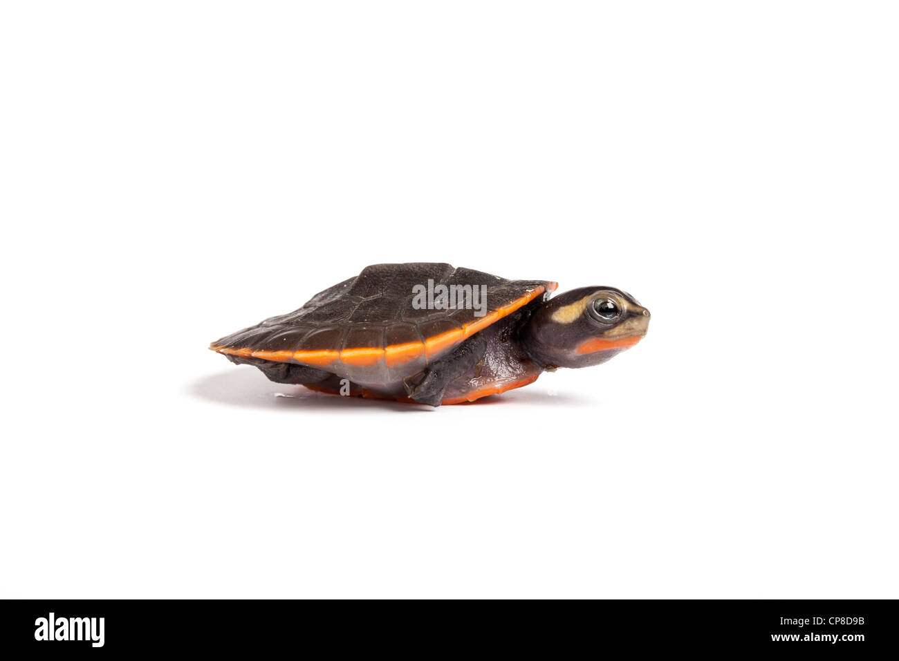 Pink belly side-neck turtle, Emydura subglobosa, New Guinea Stock Photo