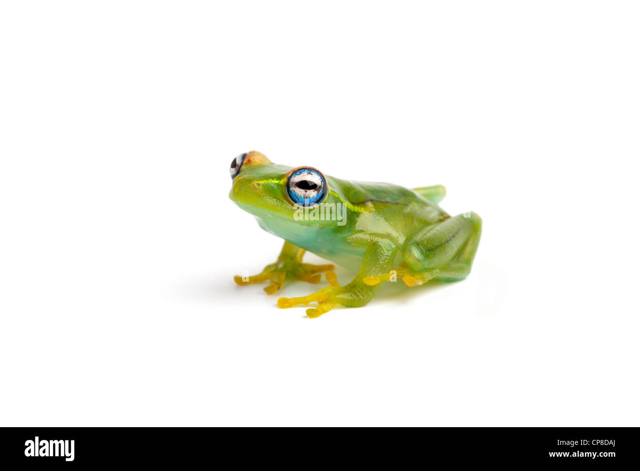 Bright-eyed frog, Boophis rappiodes, Madagascar Stock Photo