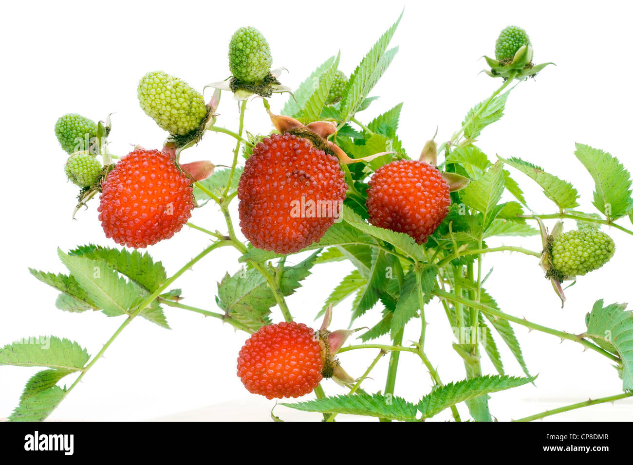 Mad cranky prickly wild poisonous wild strawberry. Isolated on white