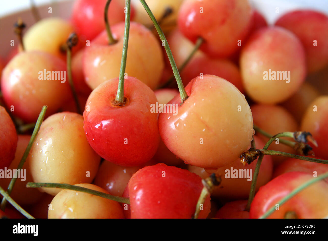 red and yellow rainier cherries Stock Photo