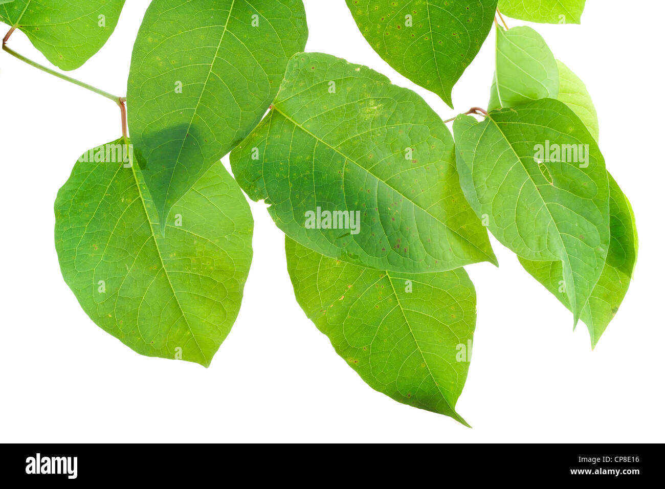 Real green Septembers plants leaves with defects. Isolated on white. Stock Photo