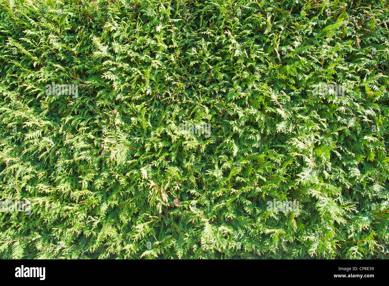 Evergreen plant the Thuja and a sunny day background texture Stock Photo