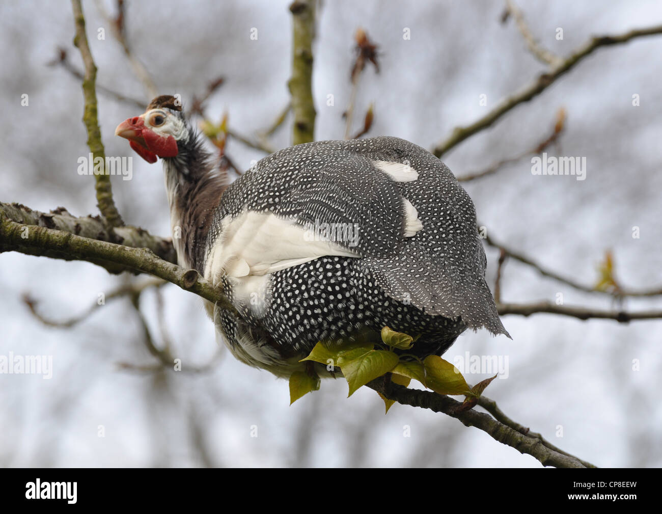 Guinea Fowl up a tree in Royal Botanic Gardens, Kew, UK Stock Photo Alamy