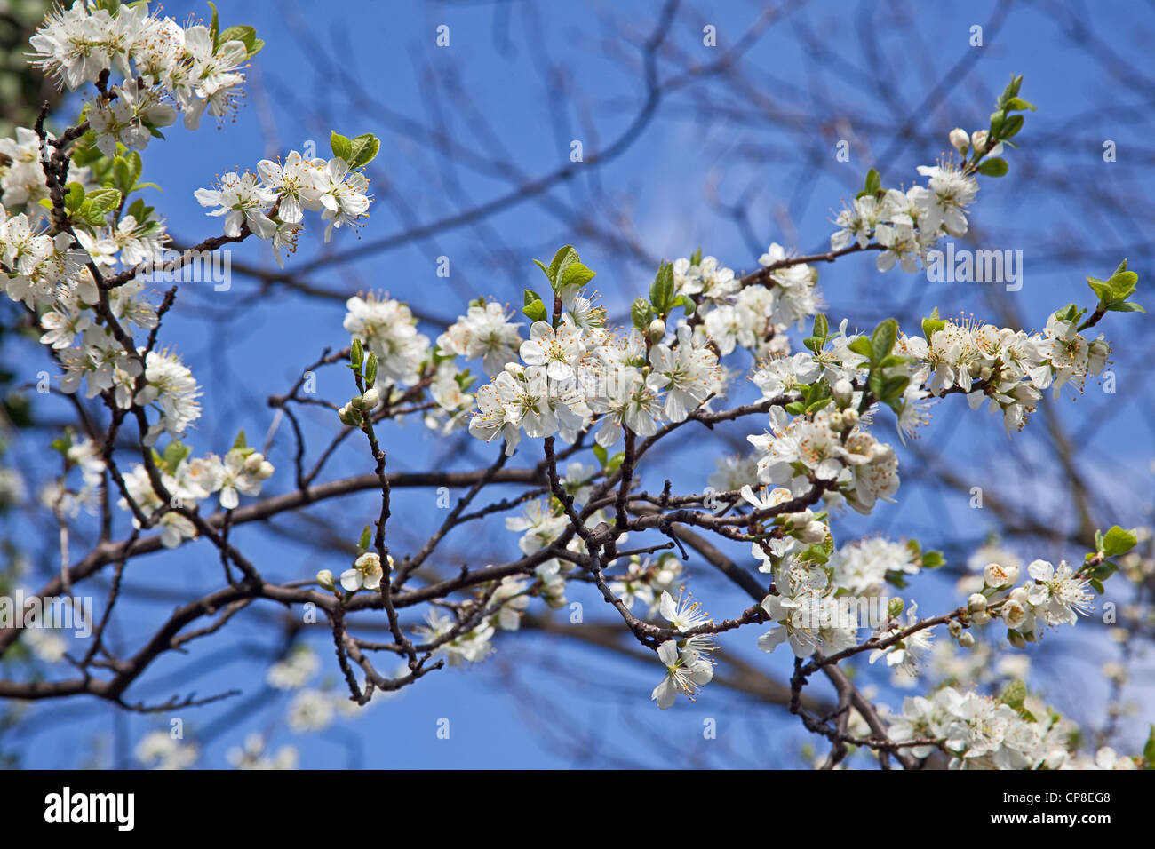 Damson blossom in late March Stock Photo