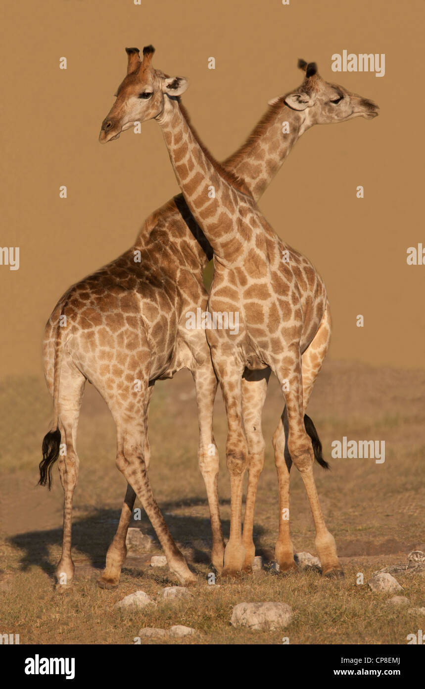 Giraffes portrait hi-res stock photography and images - Alamy