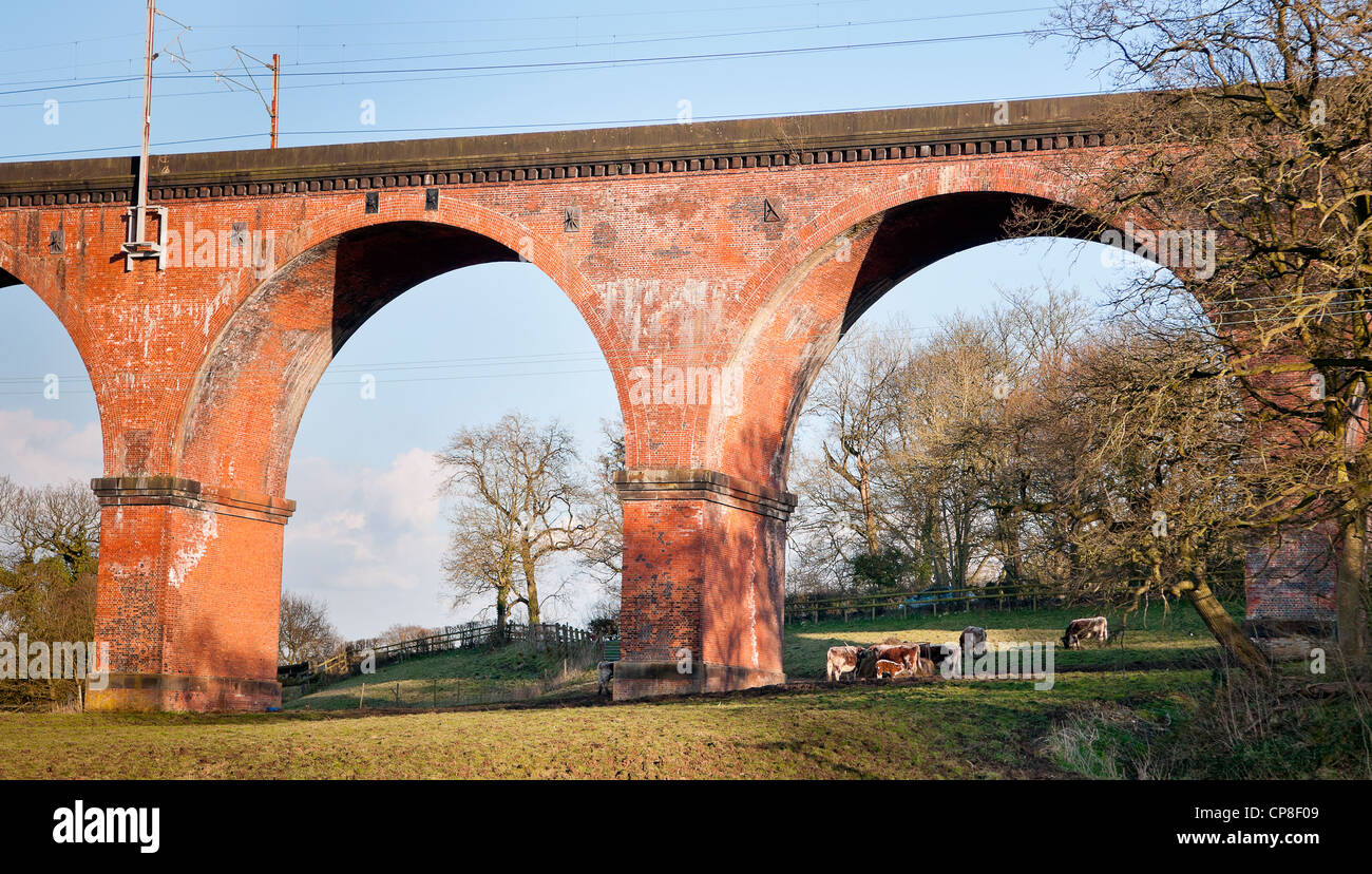 Cows grazing in field under Twemlow viaduct, Holmes Chapel, Cheshire Stock Photo