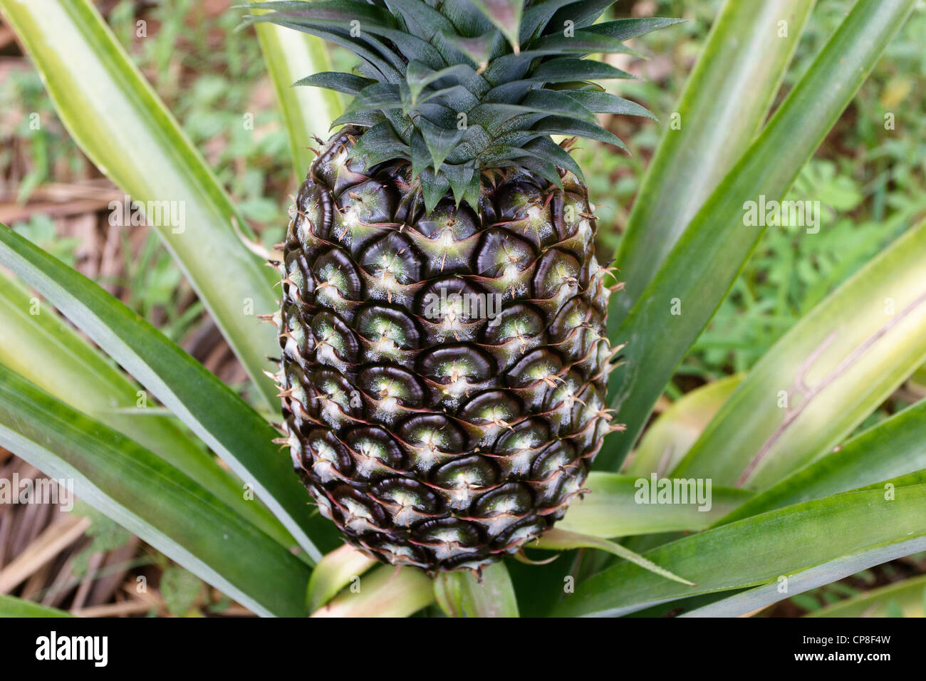 Pineapple growing in northern Thailand Stock Photo Alamy