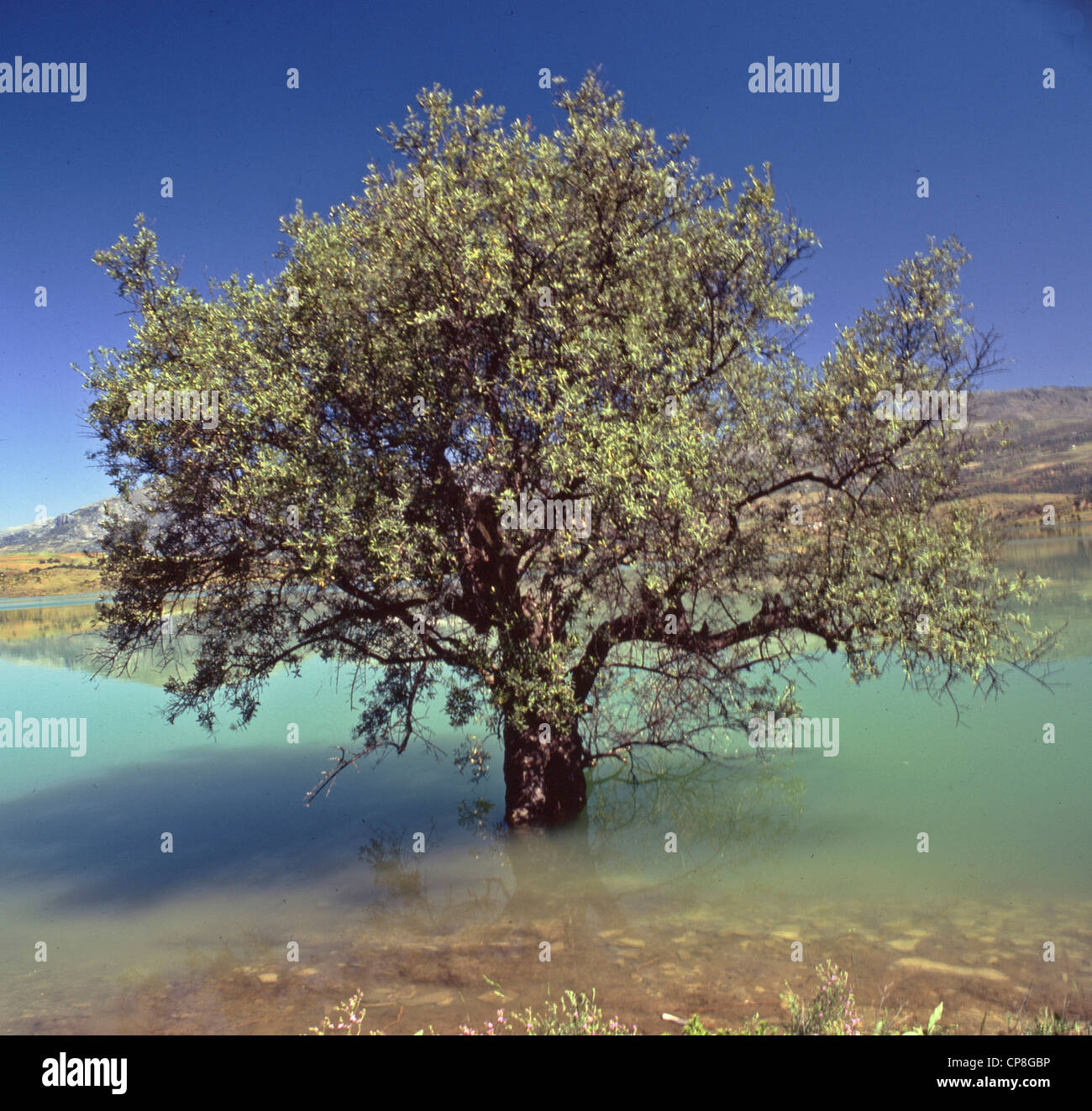 An olive tree growing in a lake in Spain with hills behind under a