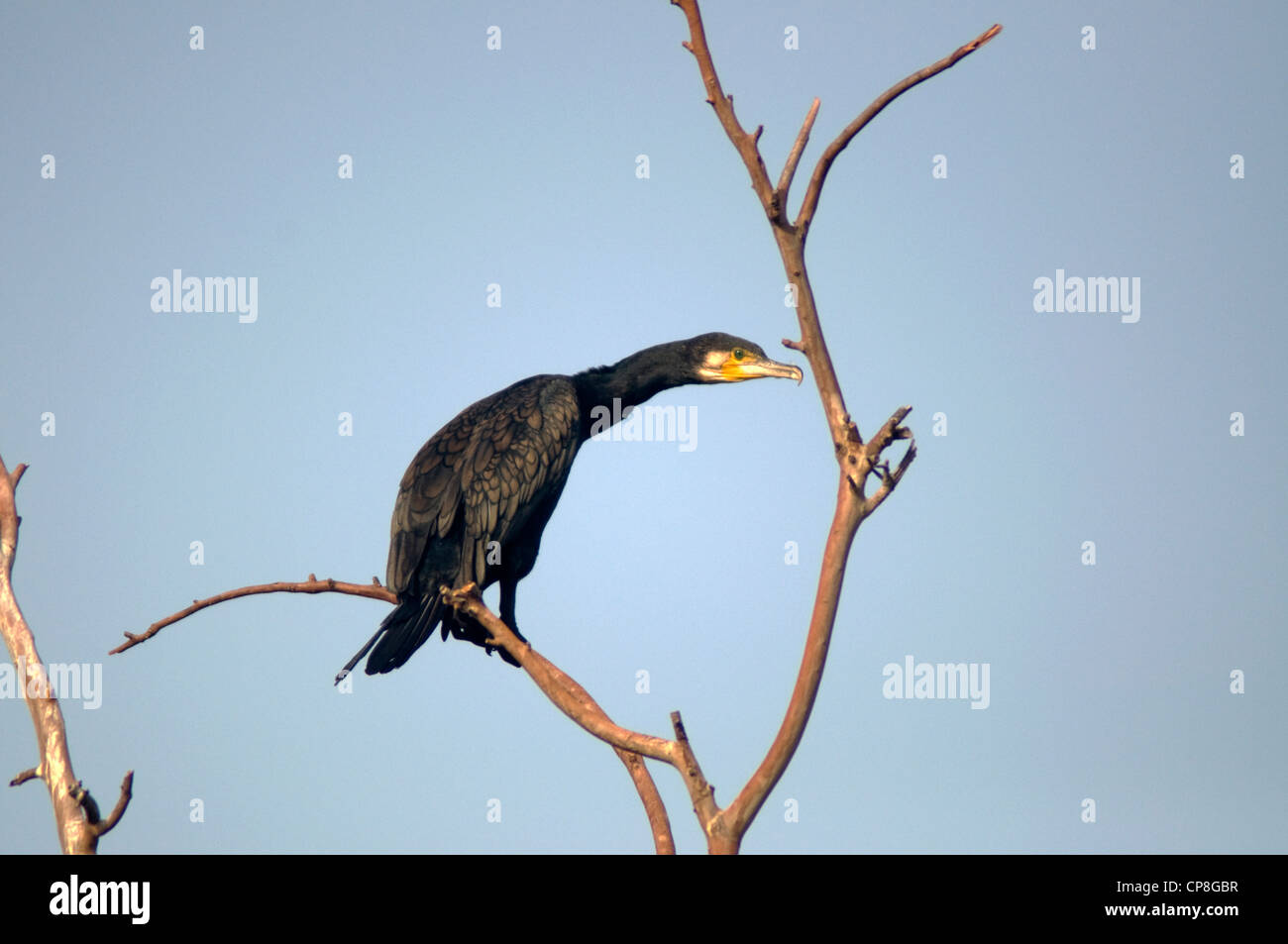 Great Cormorant -- Phalacrocorax carbo Stock Photo