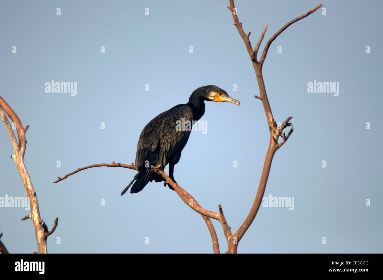 Great Cormorant -- Phalacrocorax carbo Stock Photo