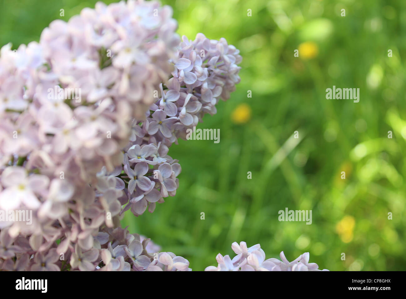 Macro image lilac flowers hi-res stock photography and images - Alamy
