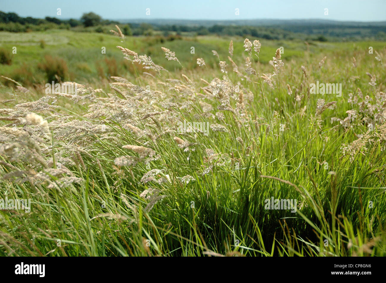 Luscious green grass sunny blue hi-res stock photography and images - Alamy