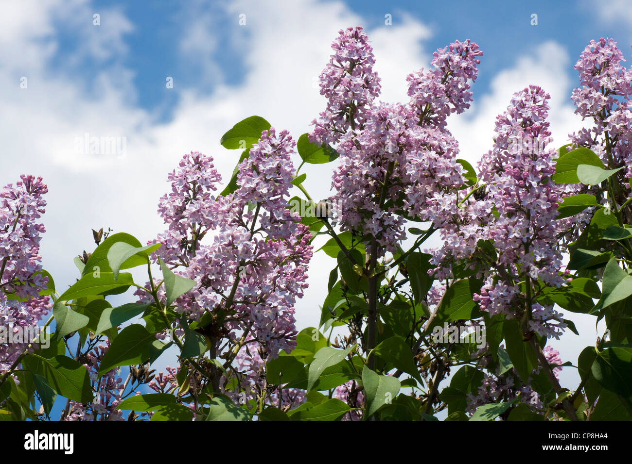 Lilacs flower on a bush Stock Photo
