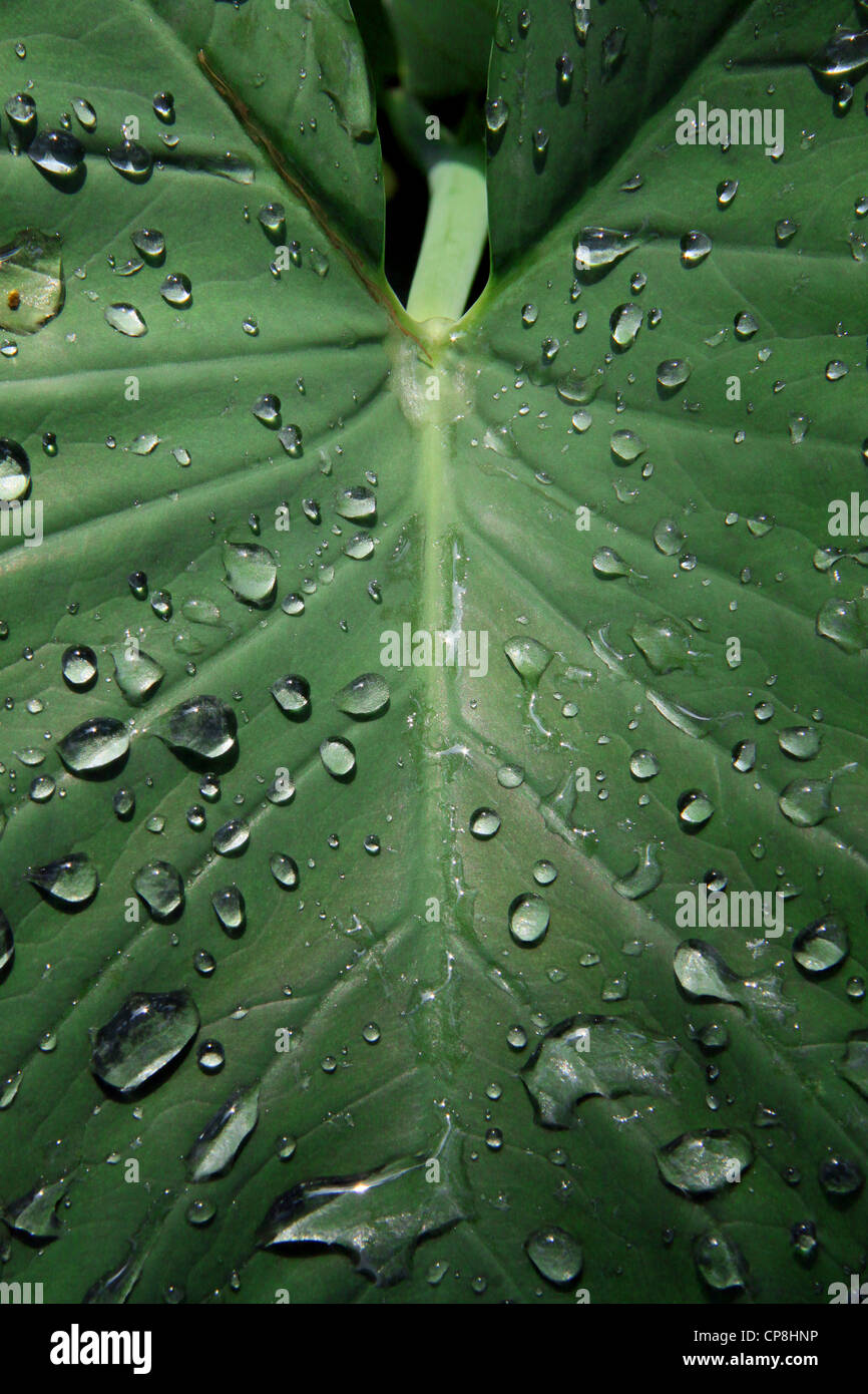 Green leaf with drops of water Stock Photo