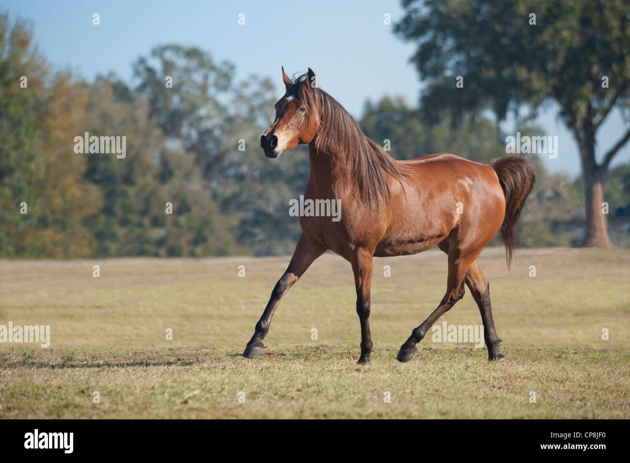 Arabian Horse mare Stock Photo