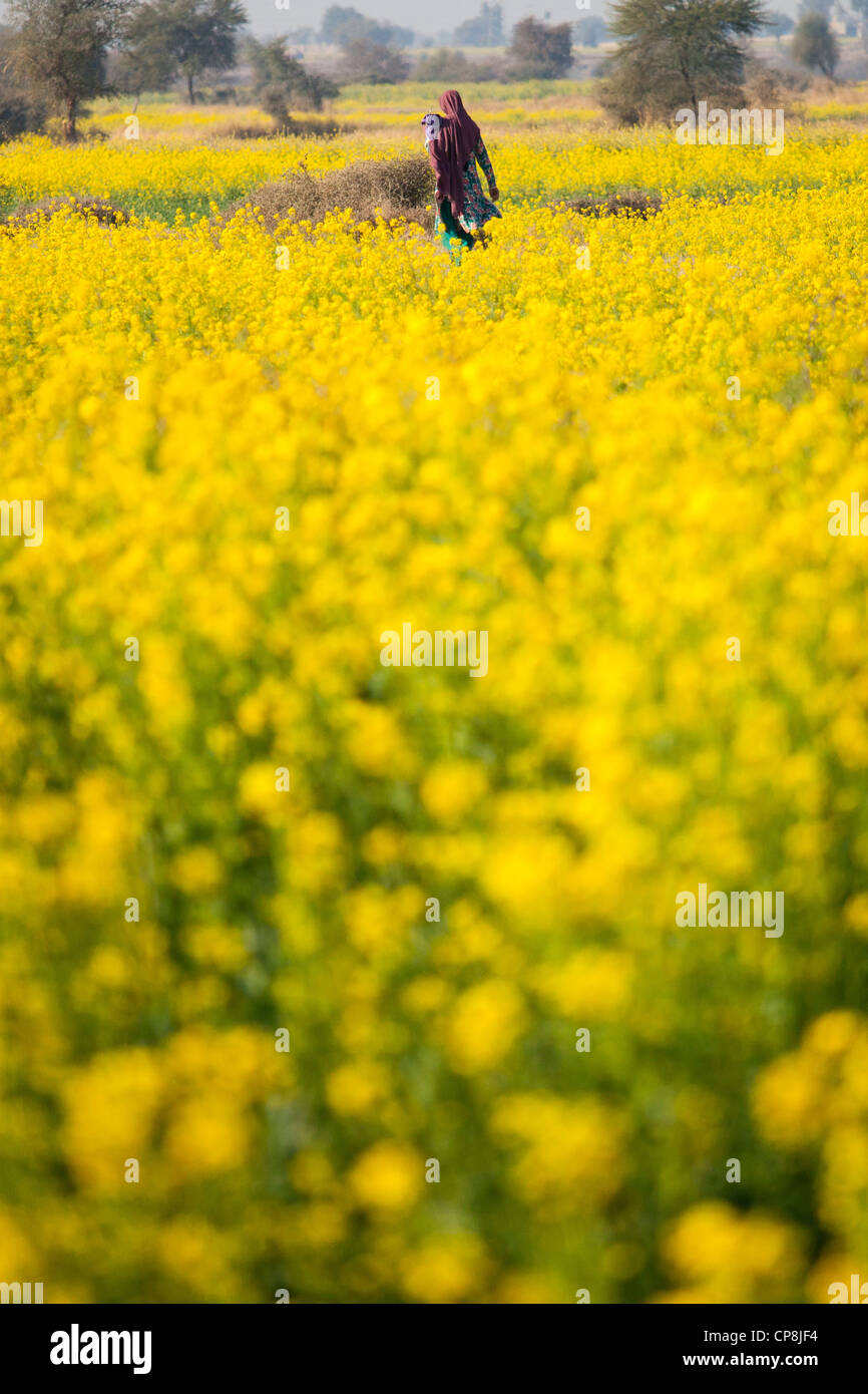 Woman in a field of mustard, Punjab Province, Pakistan Stock Photo Alamy
