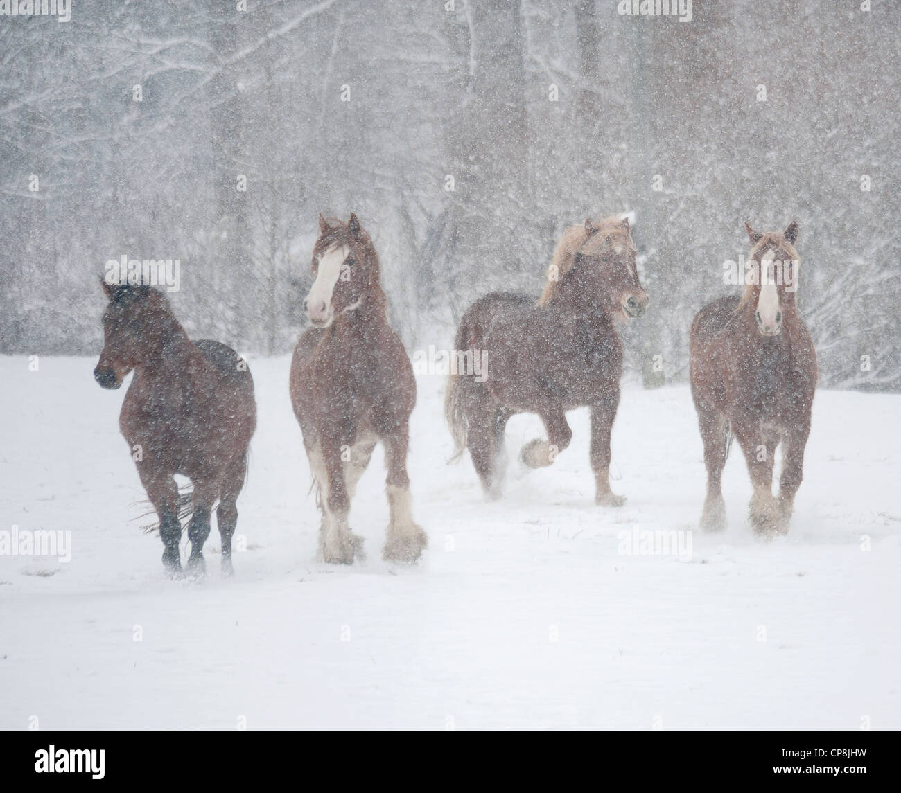 Draft horses in snowstorm Stock Photo