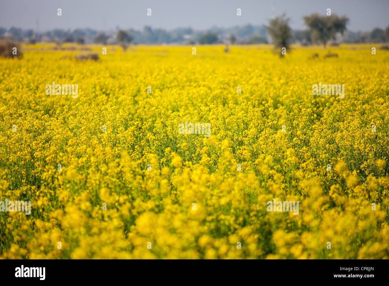 Fields of mustard plant, Punjab Province, Pakistan Stock Photo