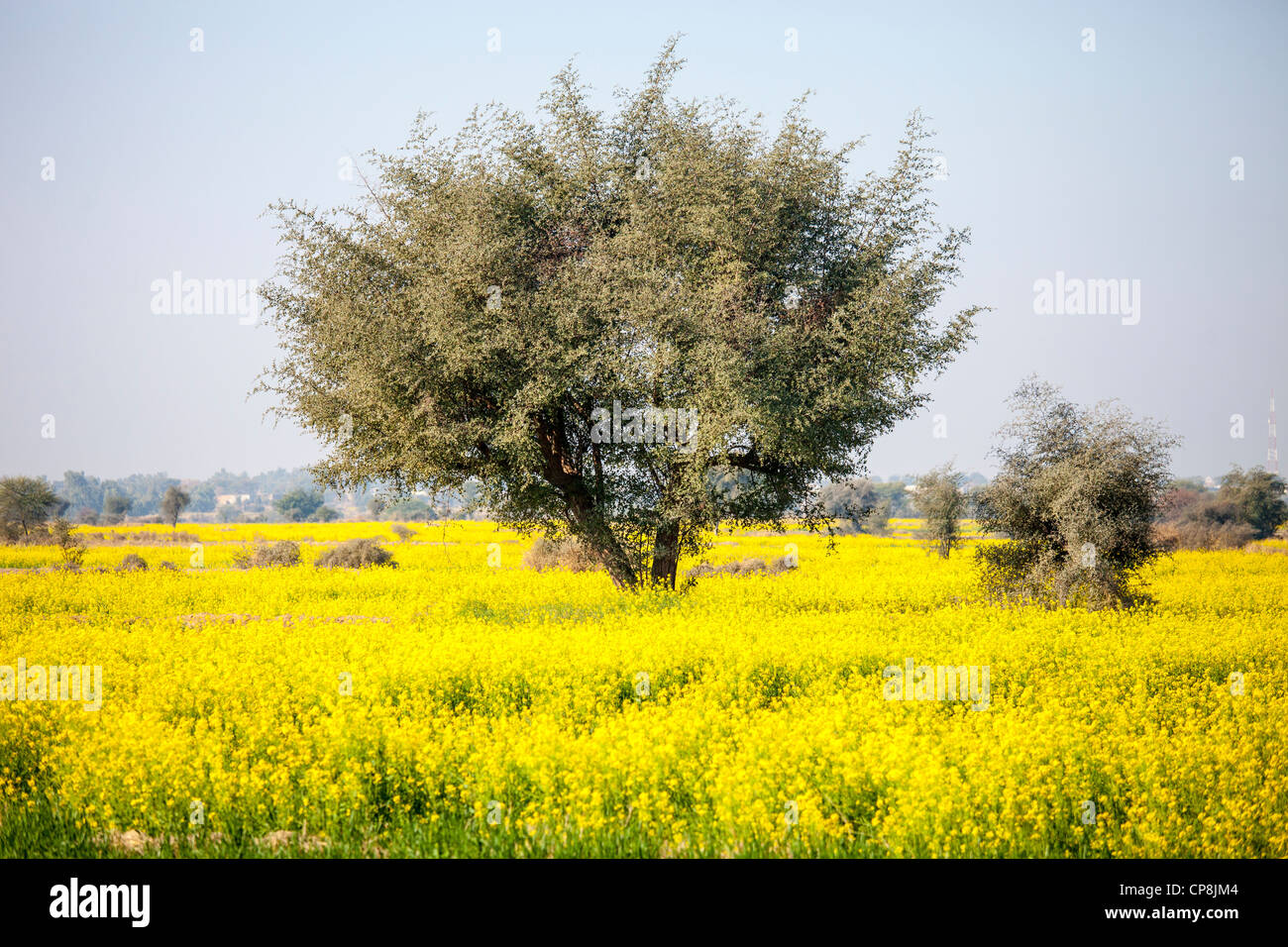 Tree in a field of mustard plants, Punjab Province, Pakistan Stock Photo