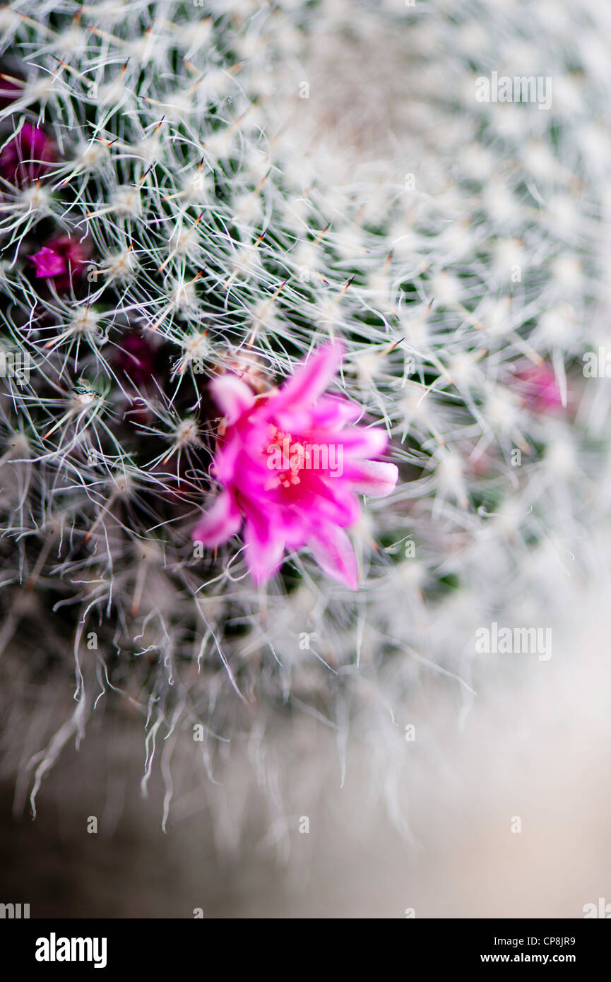 Cactus plant hi-res stock photography and images - Alamy