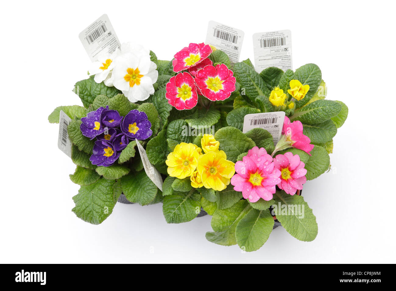 A pack of mixed colour primroses purchased as spring bedding plants from a supermarket in Scotland, UK Stock Photo
