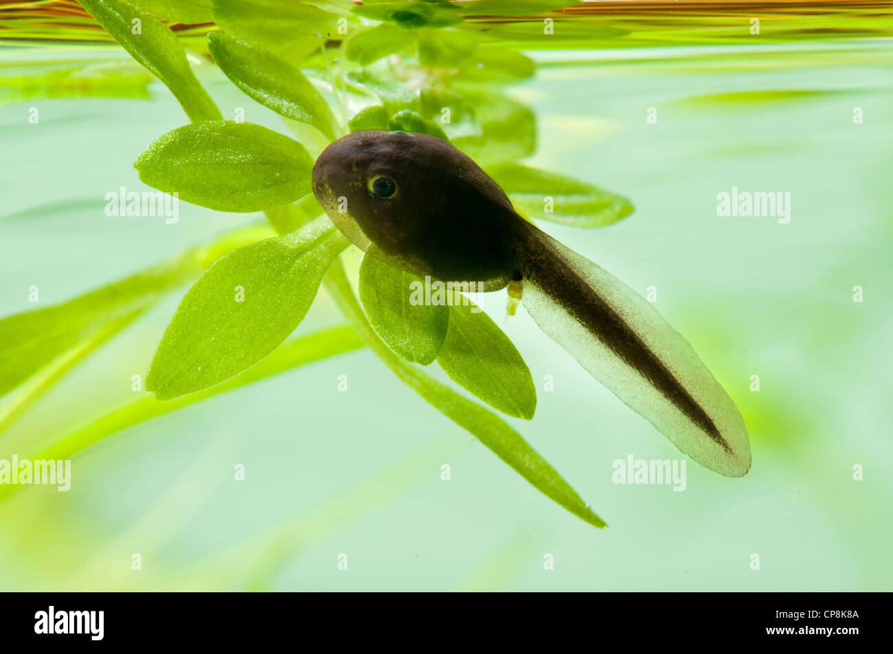 How To Clean A Green Pool With Tadpoles  