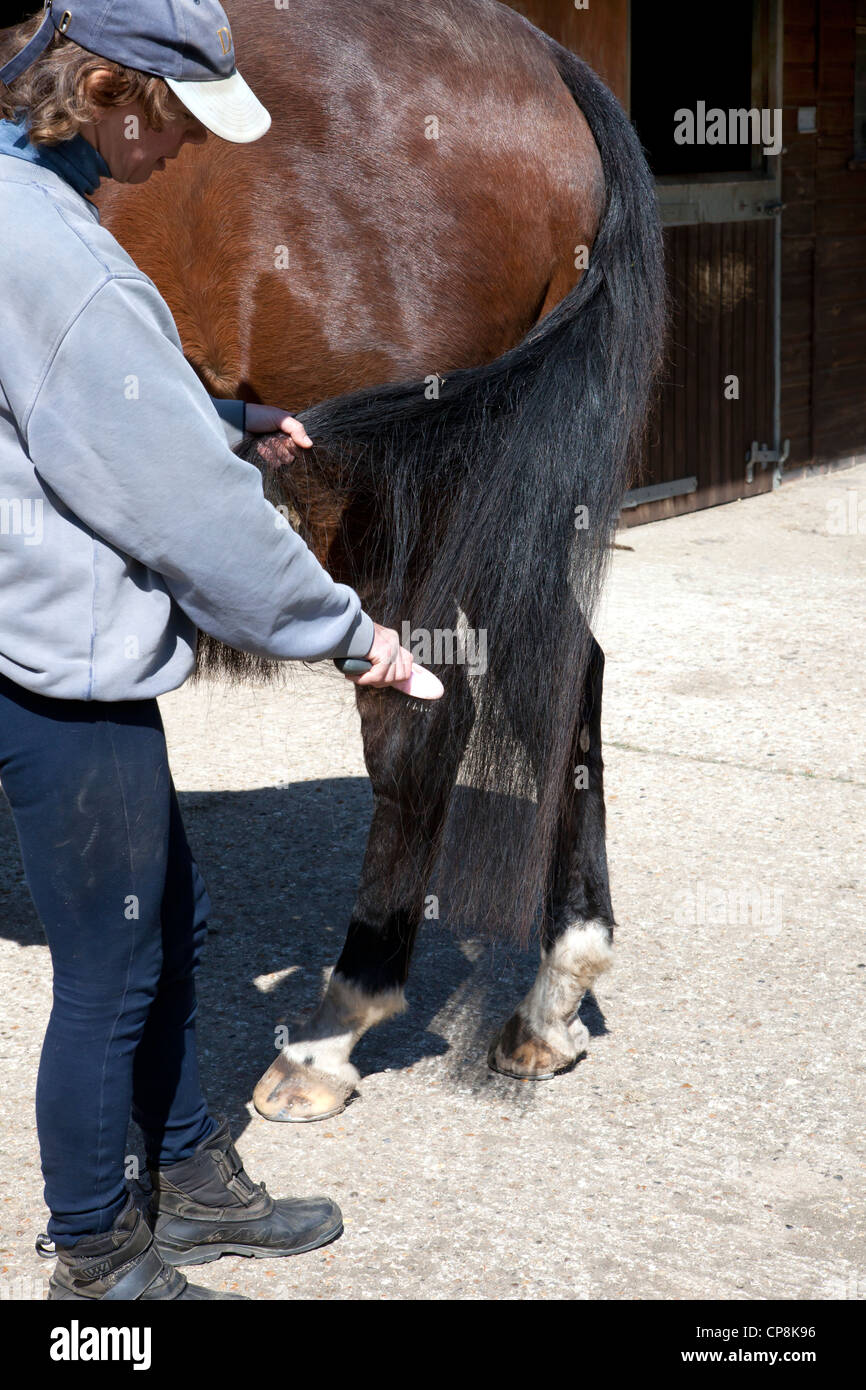 Brushing horse tail hires stock photography and images Alamy