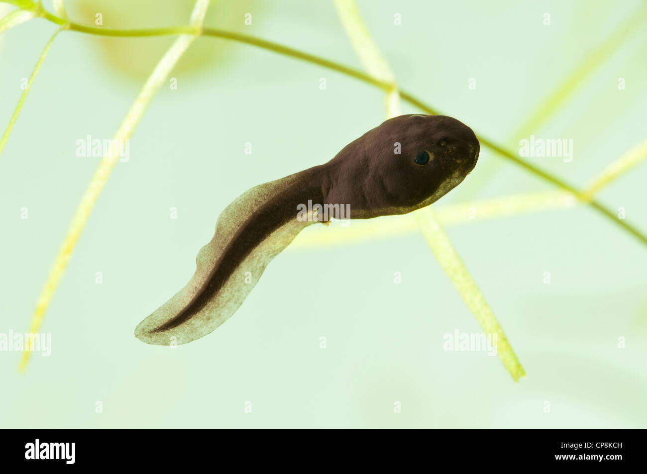 A common toad (Bufo bufo) tadpole swimming in front of pond weed, Belvedere, Kent. May. Stock Photo