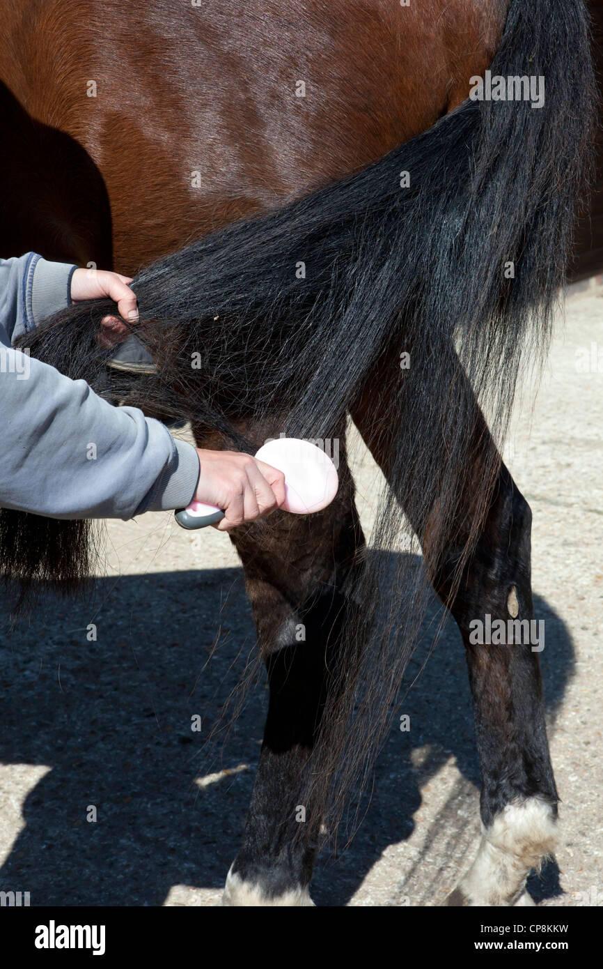 Brushing a horses tail while standing to one side to avoid being kicked
