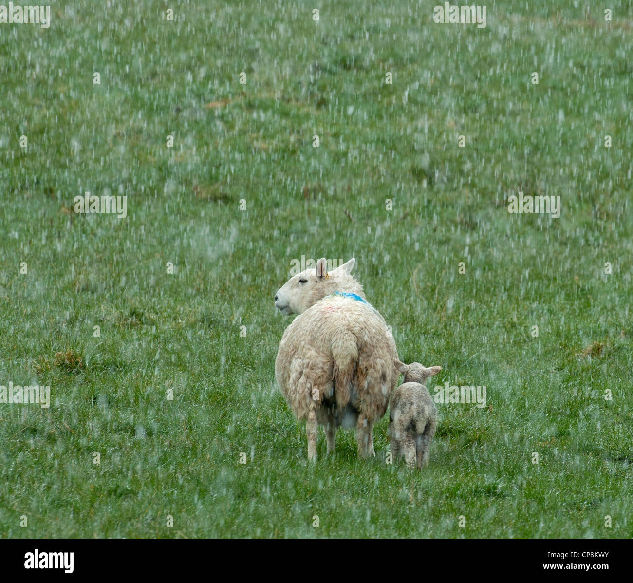 Sheep with lamb in Spring snow storm.  SCO 8203 Stock Photo