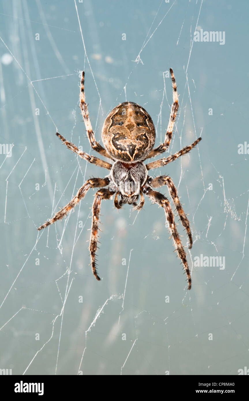 A furrow orb-weaver (Larinioides cornutus) hanging in its web at RSPB Dungeness, Kent. May. Stock Photo