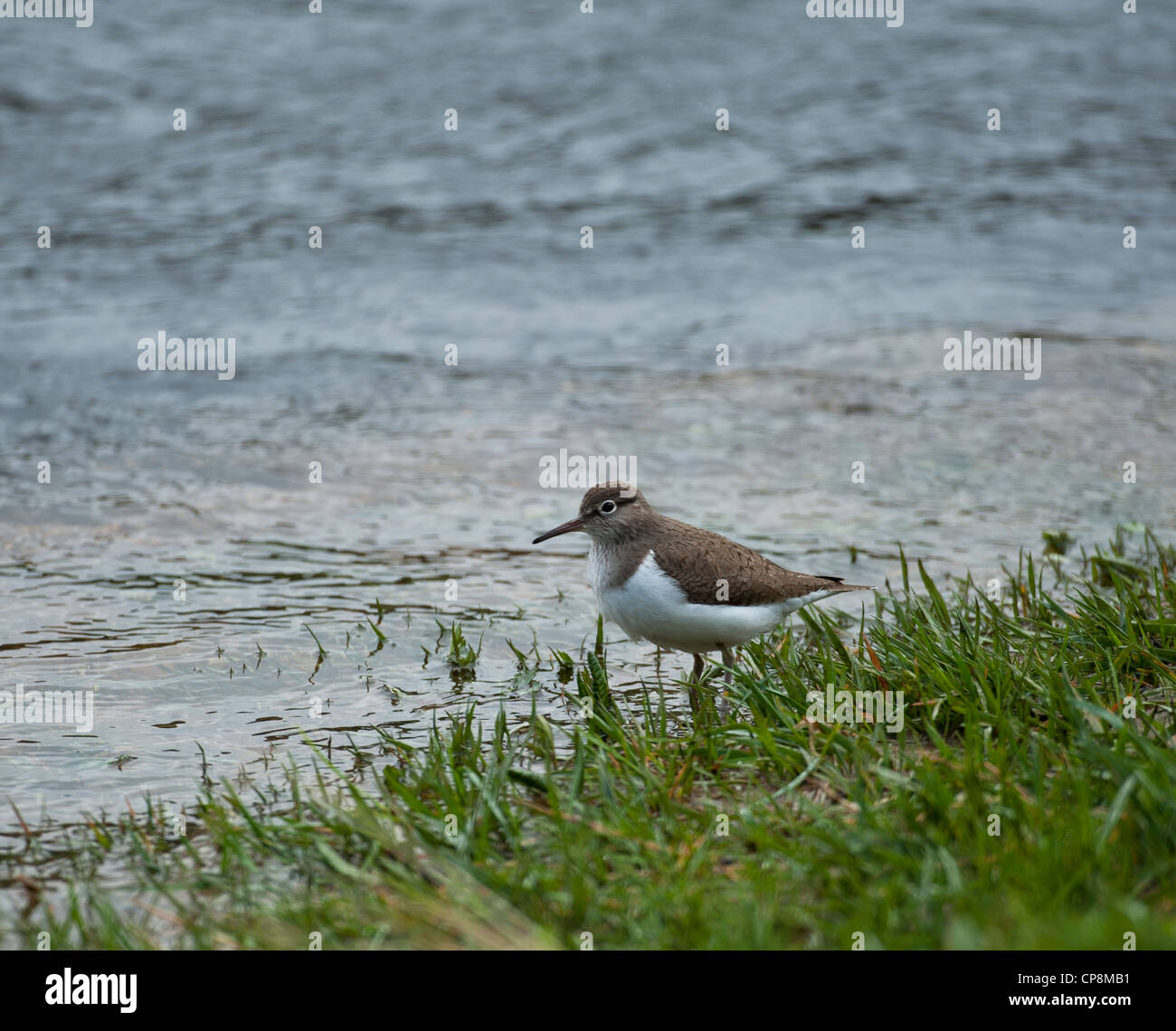 Common Sandpiper Actitis hypoleucos River Spey, Grampian Region. Scotland.  SCO 8209 Stock Photo