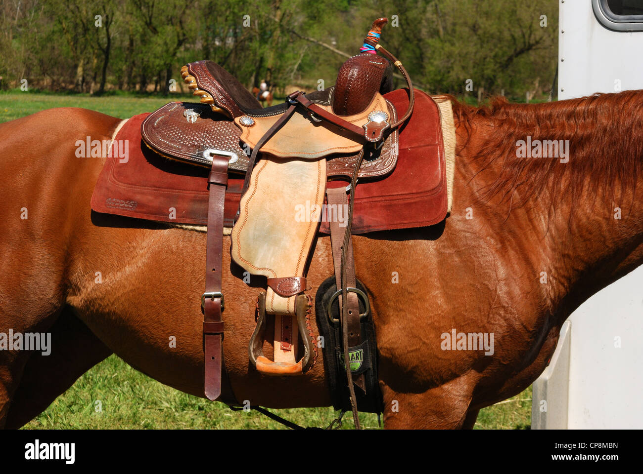 Western saddle on chestnut horse Stock Photo Alamy