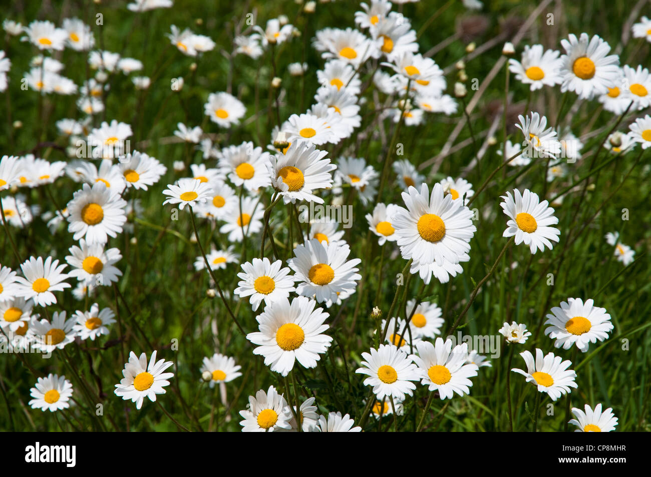 A group of oxeye daisies (Leucanthemum vulgare) growing on a road verge
