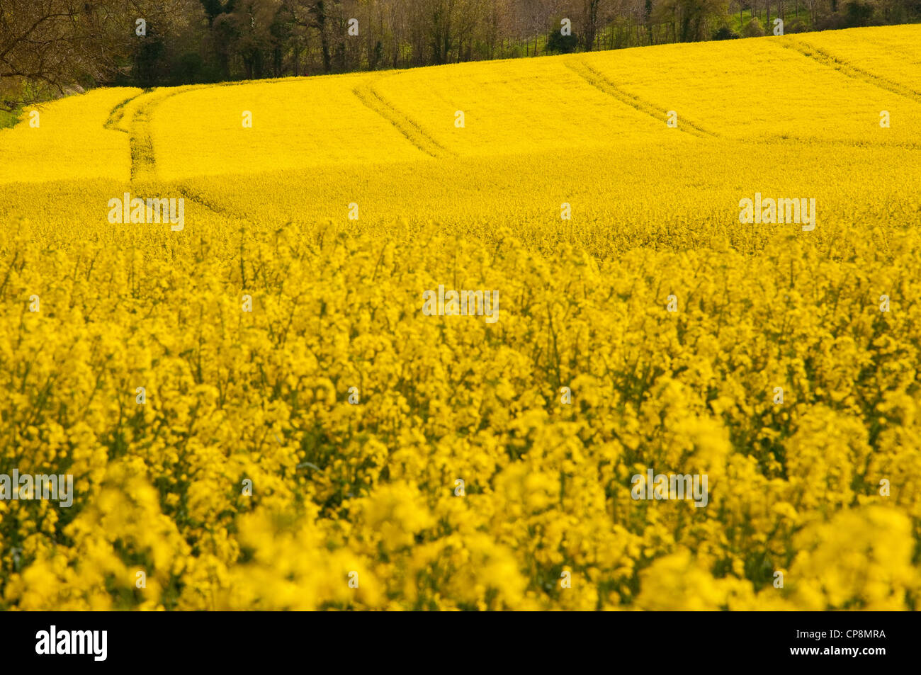 tracks in yellow field of rape in summer Stock Photo - Alamy