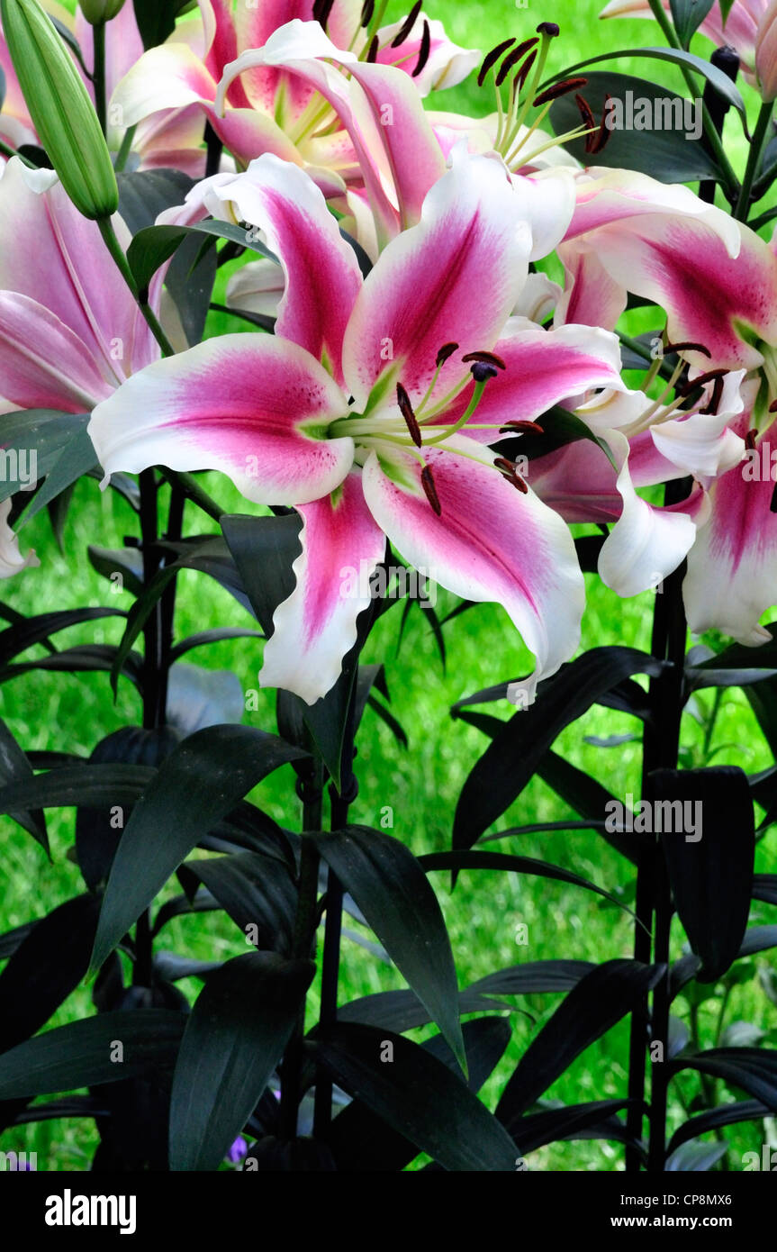 Hybrid lily, Lilium, Candy Club Stock Photo