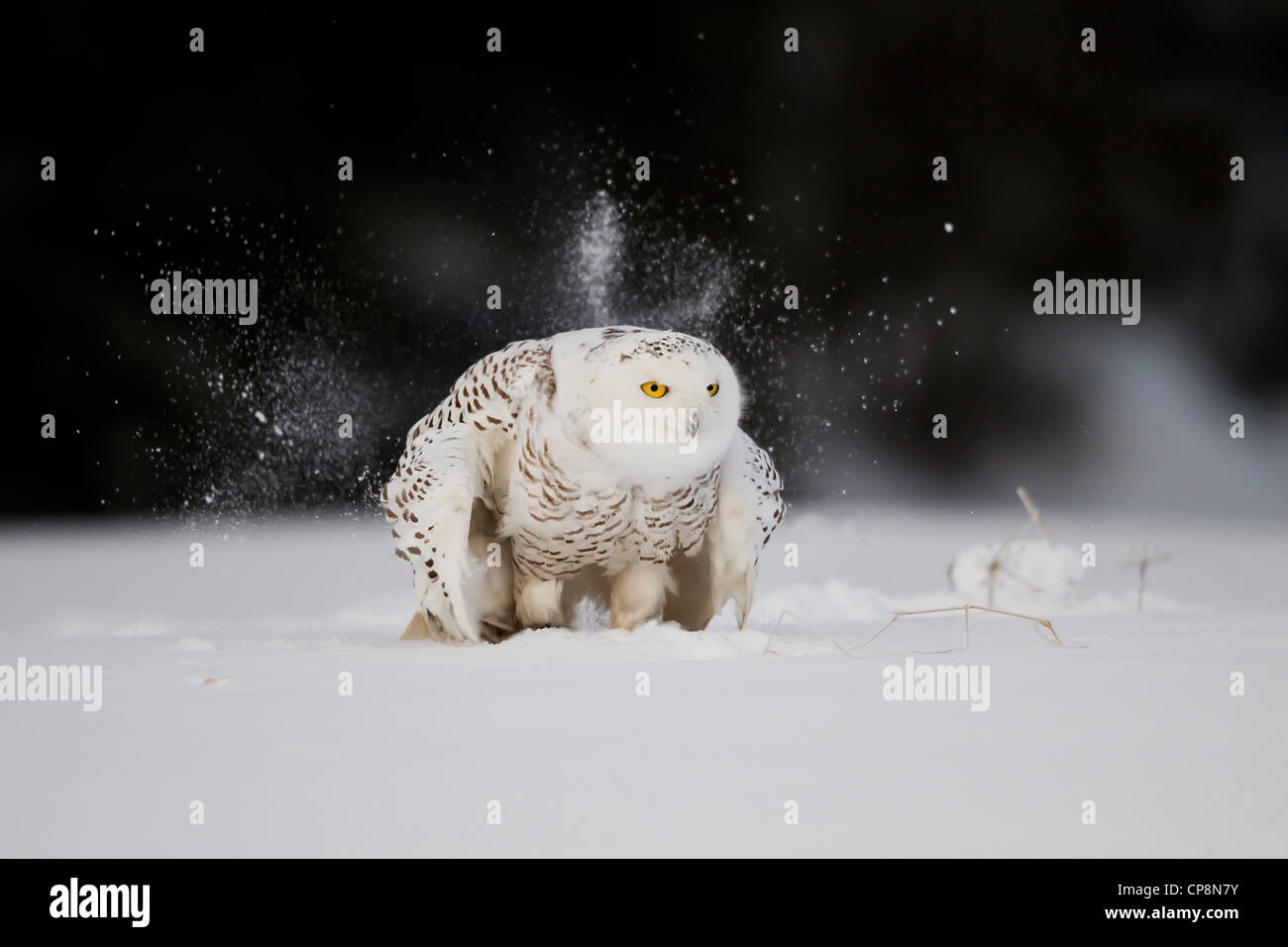 Snowy Owl  Nyctea scandiaca kicking up snow Stock Photo