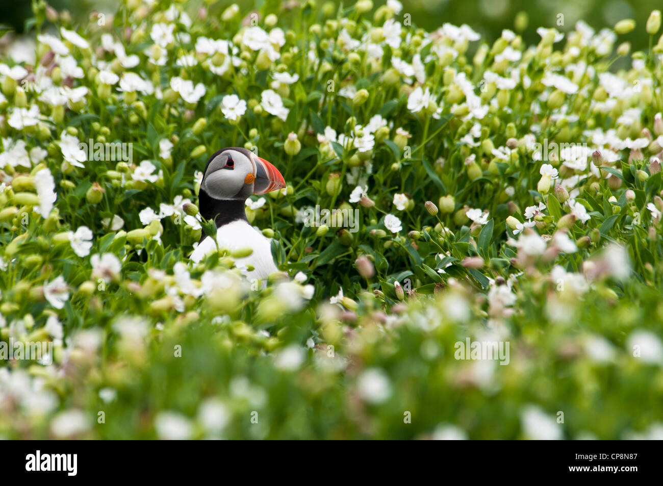 A puffin (Fratercula arctica) standing in sea campion (Silene uniflora) flowers on Inner Farne, Northumberland. June. Stock Photo
