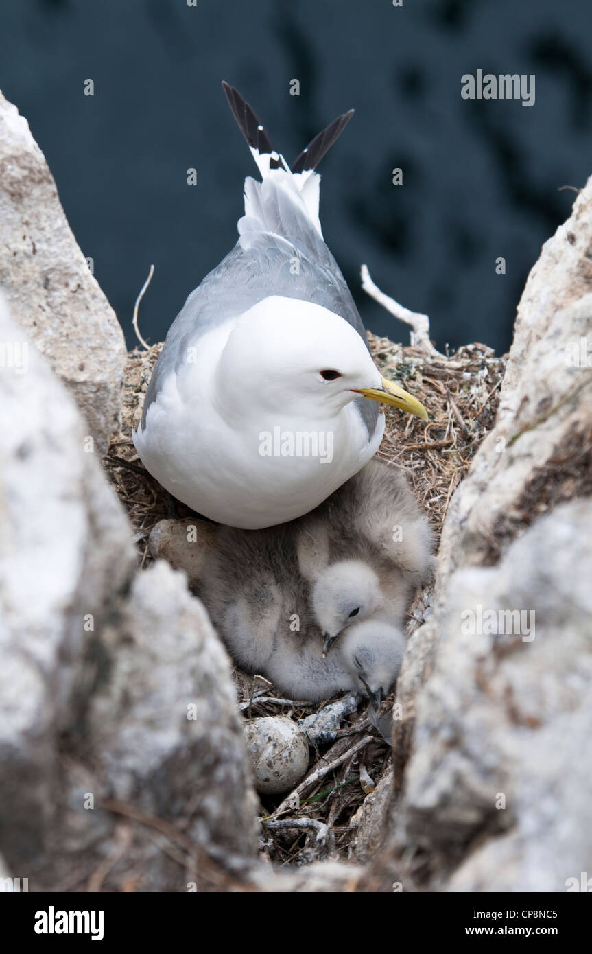 A kittiwake (Rissa tridactyla) on a nest containing two chicks, on the cliffs on Inner Farne, Northumberland. June. Stock Photo
